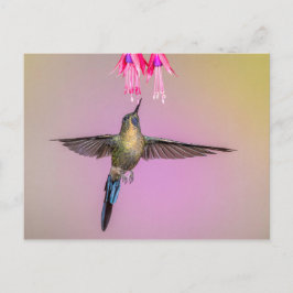 Exotic Hummingbird med Long Svan Vykort