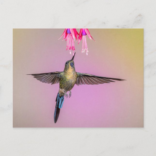 Exotic Hummingbird med Long Svan Vykort (Framsida)