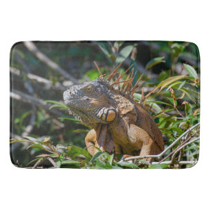 Exotic Iguana, Belize Photography Badrumsmatta