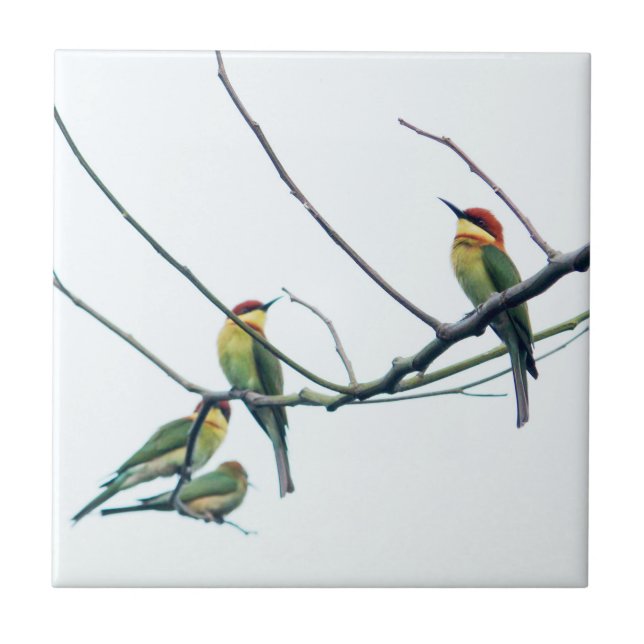 Exotic Indian kerala Bee-Eater Birds on Branch Kakelplatta (Framsidan)