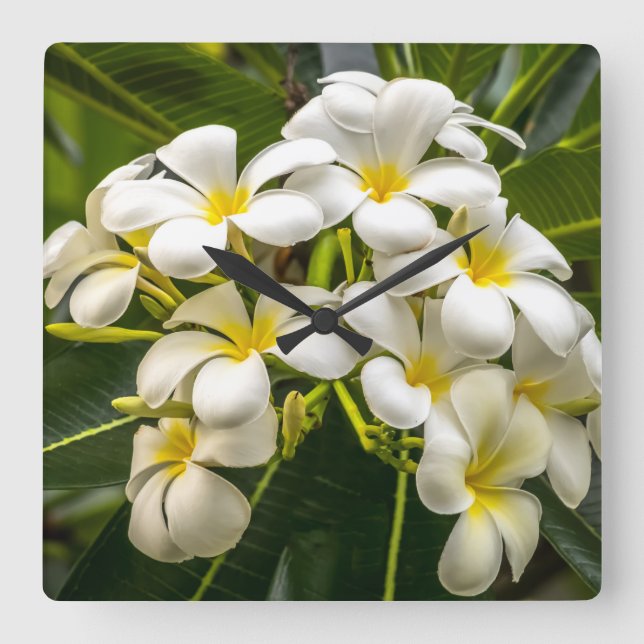 Exotic Island Plumeria Clock Fyrkantig Klocka (Framsida)