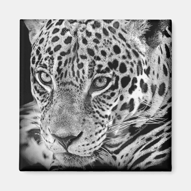 Exotic Jaguar Magnet (Framsidan)