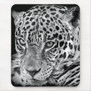 Exotic Jaguar Musmatta