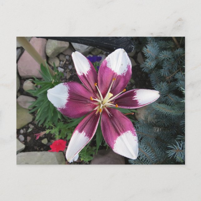 Exotic Lily Vykort (Framsida)