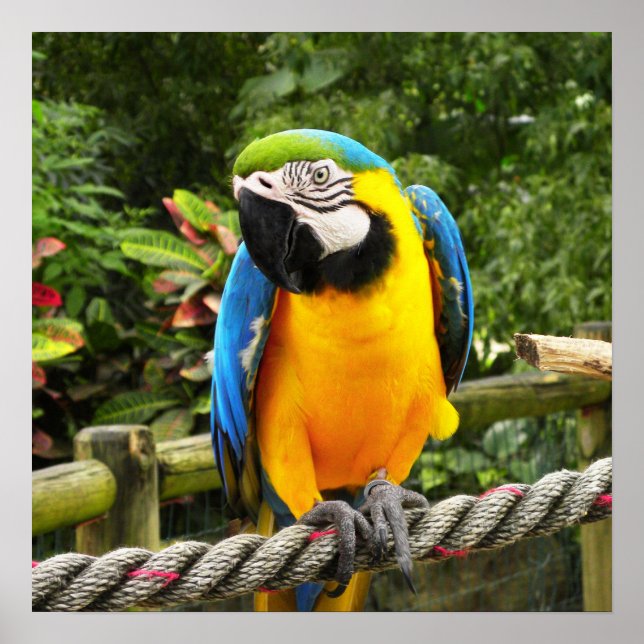 Exotic Macaw Parrot Poster (Framsidan)