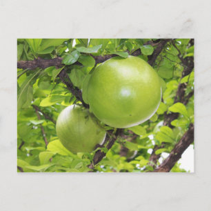 Exotic Maja fruits Vykort
