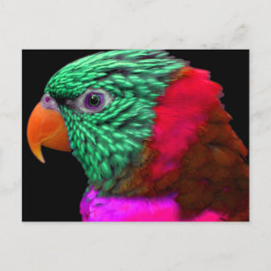 Exotic Parrot Grönt Red Rosa Vykort