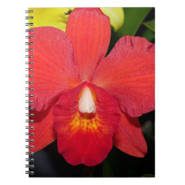 Exotic Red Orchid Anteckningsbok