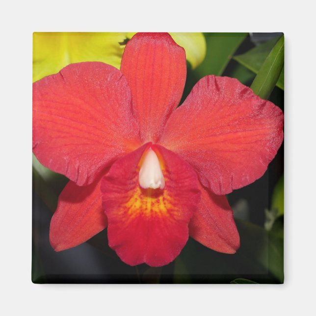 Exotic Red Orchid Magnet (Framsidan)