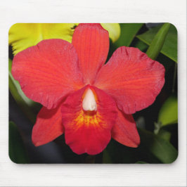Exotic Red Orchid Musmatta