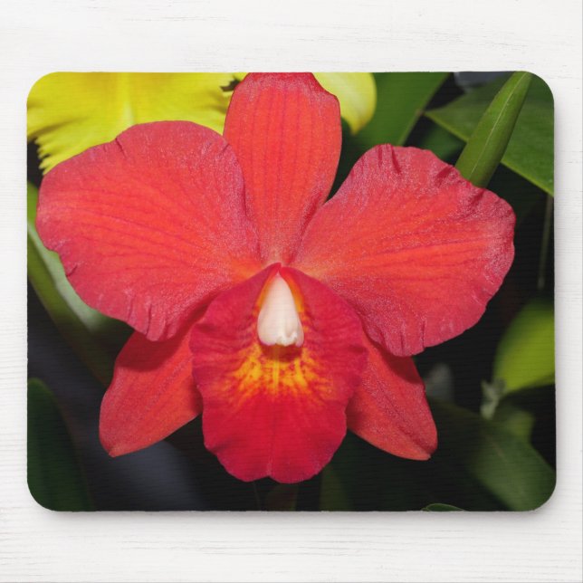 Exotic Red Orchid Musmatta (Framsidan)