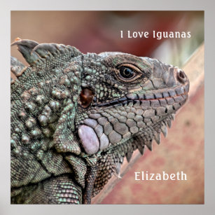 Exotic Reptile Pet Iguana Animal Tropical Poster