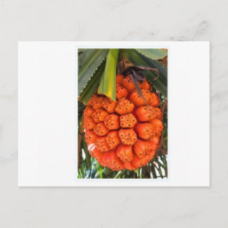Exotic Sea Pandanus - Edible Rare Tropical Coastal Helg Vykort