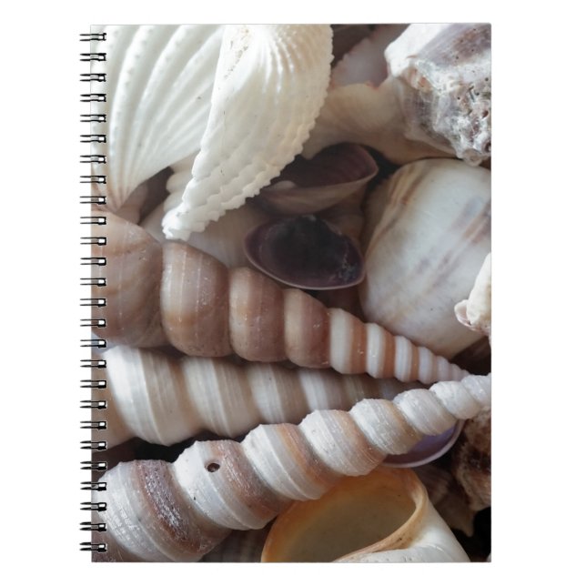Exotic Seashells Collection, Summer Beach Anteckningsbok Med Spiral (Framsidan)