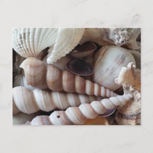 Exotic Seashells Collection, Summer Beach Vykort (Framsida)