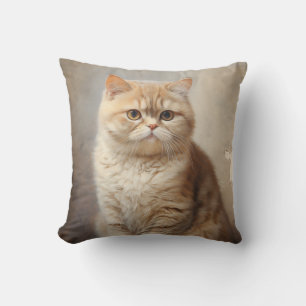Exotic Shorthair cat Kudde