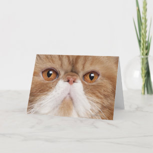 Exotic Shorthair Kort