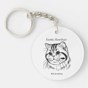 Exotic Shorthair Porträtt