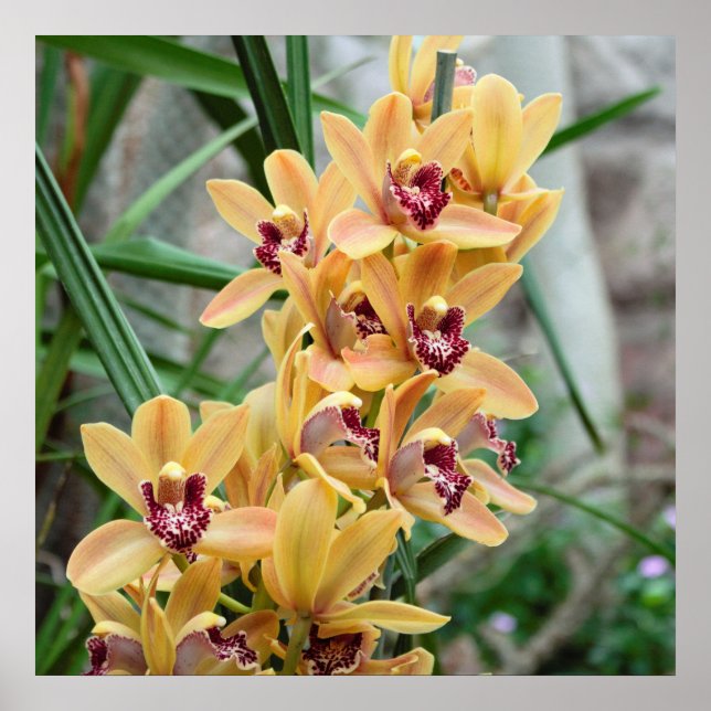 Exotic Star Orchids Poster (Framsidan)