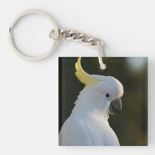 Exotic White Cockatoo (Framsidan)
