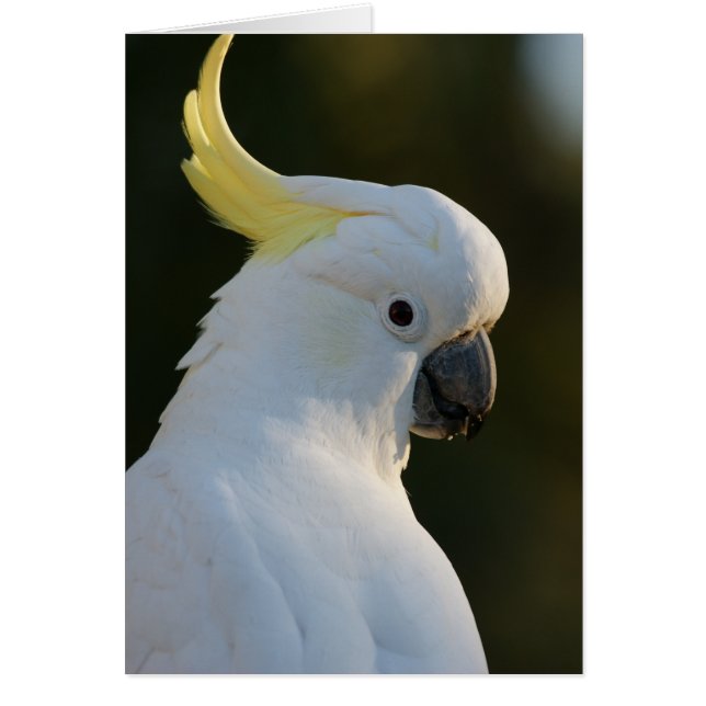 Exotic White Cockatoo OBS Kort (Framsidan)