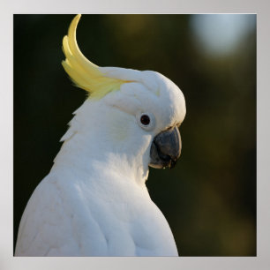 Exotic White Cockatoo Poster