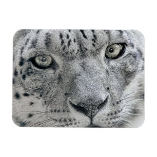 Exotic White Snö Leopard Magnet
