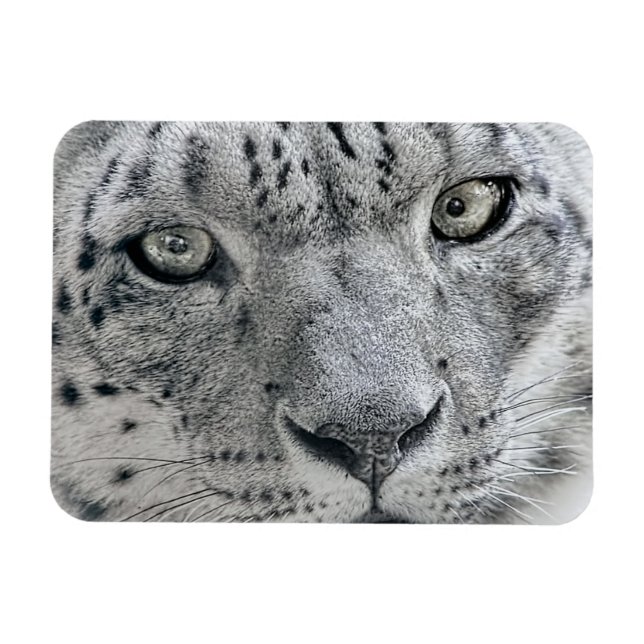 Exotic White Snö Leopard Magnet (Horisontell)