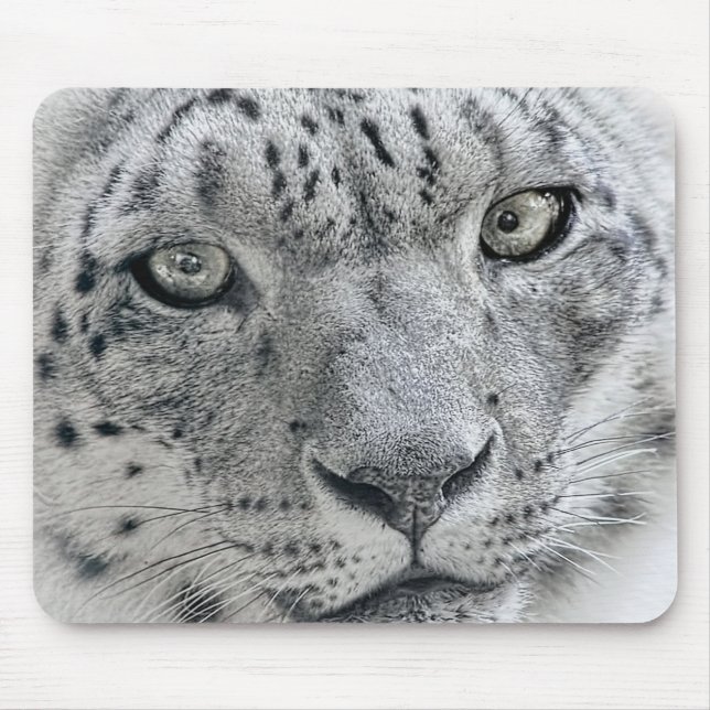 Exotic White Snö Leopard Musmatta (Framsidan)