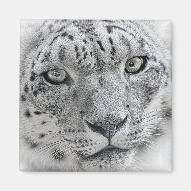 Exotic White Snö Leopard Photograph Magnet (Framsidan)