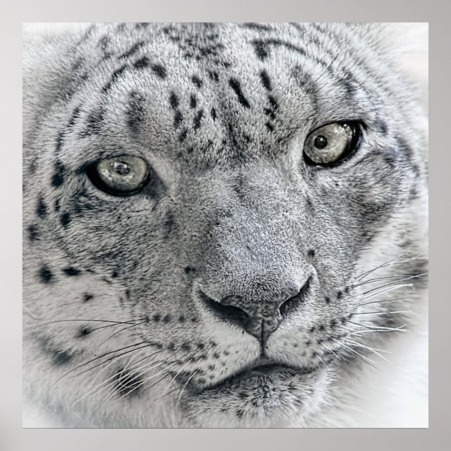 Exotic White Snö Leopard Poster (Framsidan)