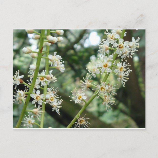 Exotisk blomma i Irland Vykort (Framsida)