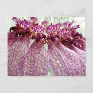 exotisk blomma vykort