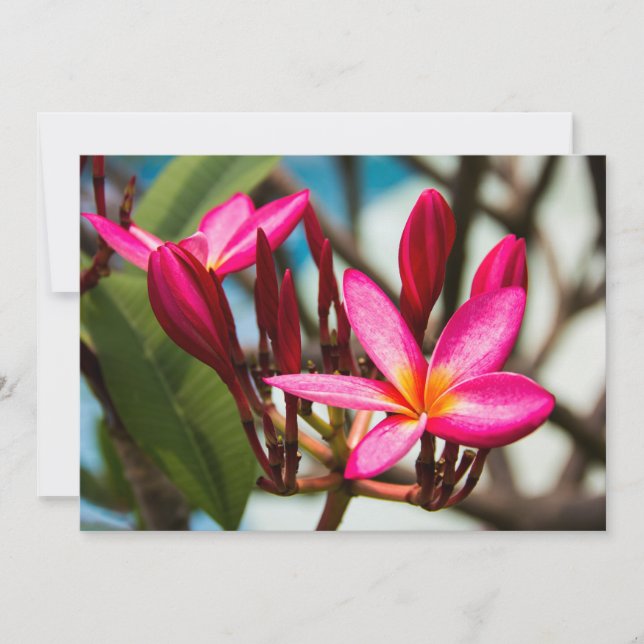 Exotisk blomsterbakgrund plumeria blommar inbjudningar (Framsida)