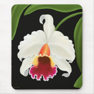 Exotisk Cattleya Orchidblomma Musmatta