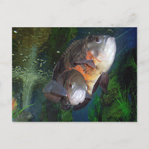 Exotisk fisk Astronotus i Yalta aquarium Vykort