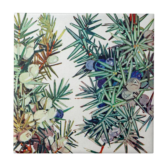 Exotisk Flora #7 vid SunshineDazzle Kakelplatta (Framsidan)