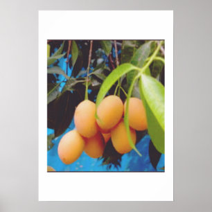 Exotisk Gandaria-frukt - Sällsynt tropisk mango-pl Poster