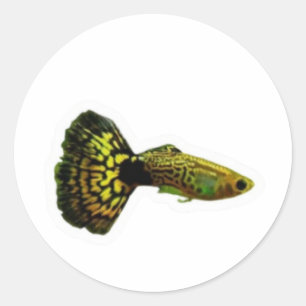 Exotisk gul cobra guppy fisk dekal, Fancy Aqua Runt Klistermärke