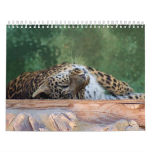 EXOTISK KATTDJURAVELSAMMANSÄTTNING KALENDER