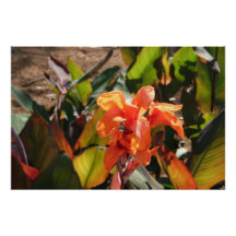 Exotisk orange blomma