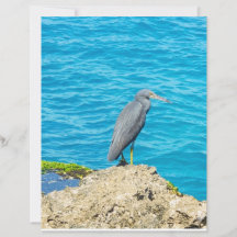 Exotisk Pacific Reef Heron på kustnära klippor Oce