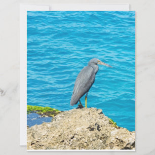 Exotisk Pacific Reef Heron på kustnära klippor Oce