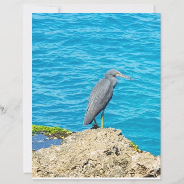 Exotisk Pacific Reef Heron på kustnära klippor Oce (Framsida)