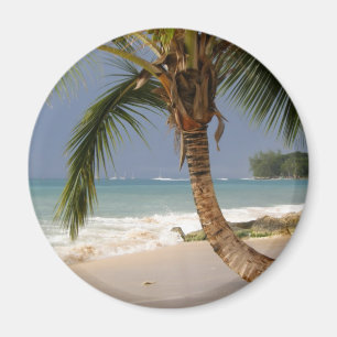 exotisk palmträd på strand magnet