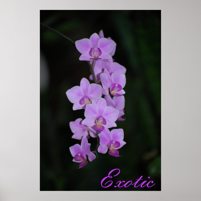 exotisk poster (Framsidan)