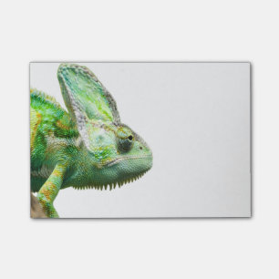 Exotisk reptil post-it block