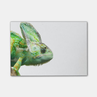 Exotisk reptil post-it block