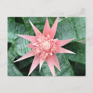 Exotisk rosa Bromeliad blomma Vykort