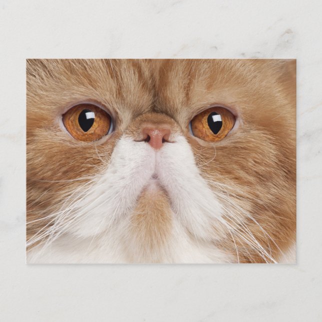 Exotisk shorthair (2,5 år gammal) vykort (Framsida)